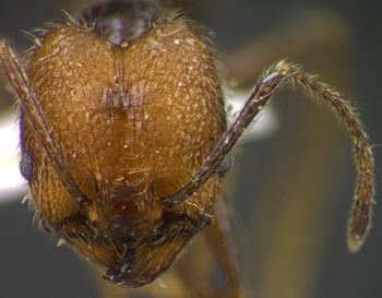 Media type: image;   Entomology 34349 Aspect: head frontal view